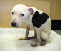 Photo: RSPCA